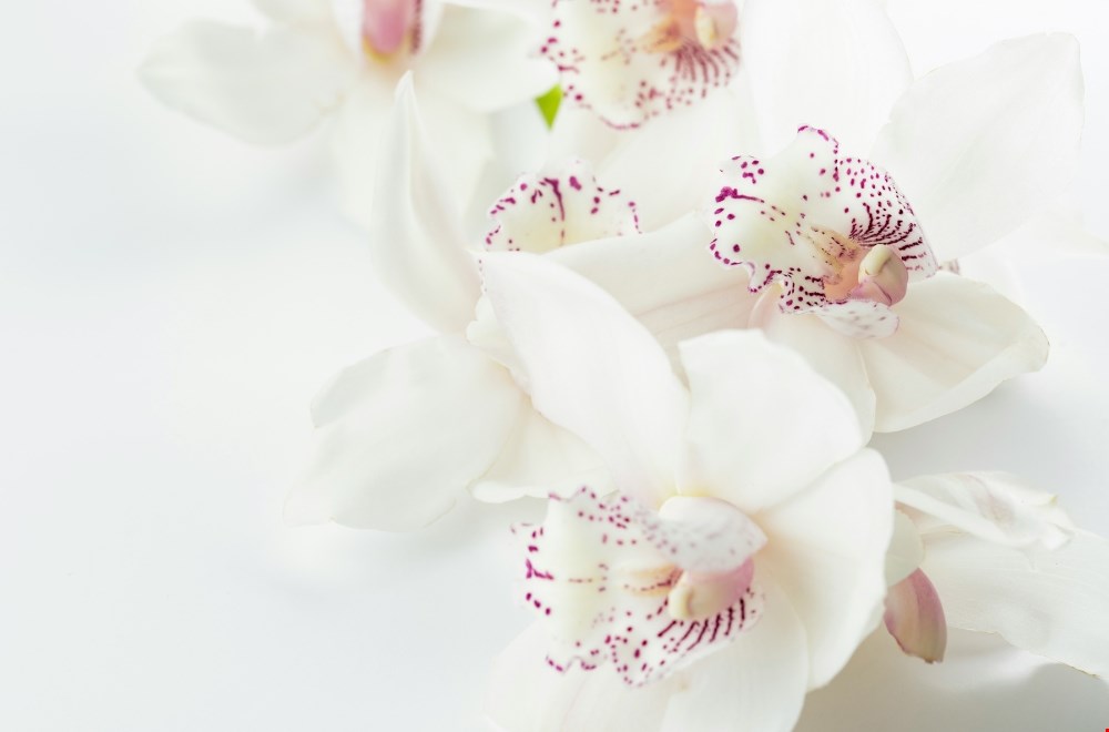 Rouwboeket kiezen: betekenis, etiquette en praktische tips Rouwboeket kiezen: betekenis, etiquette en praktische tips